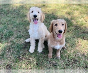 Goldendoodle Puppy for sale in STUDIO CITY, CA, USA