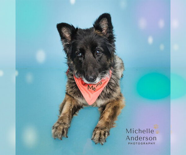 Medium Photo #3 German Shepherd Dog Puppy For Sale in Corona, CA, USA