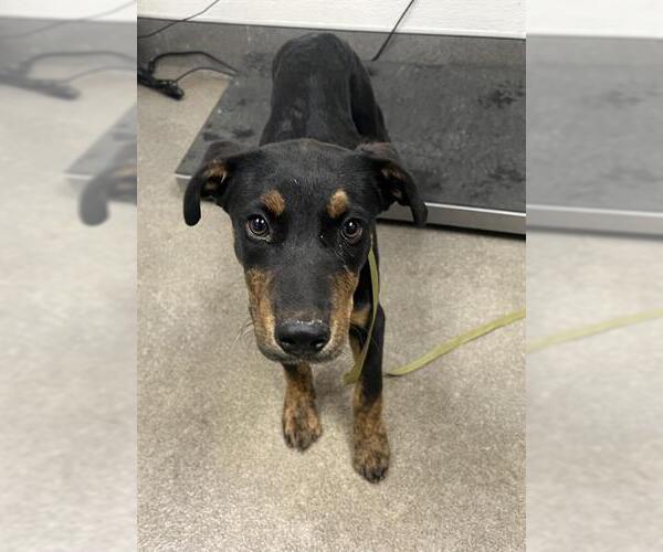Medium Photo #1 Mutt Puppy For Sale in HESPERIA, CA, USA