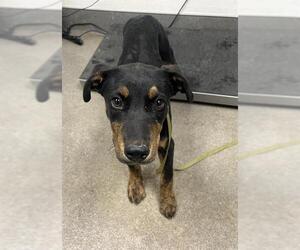 Mutt Dogs for adoption in HESPERIA, CA, USA