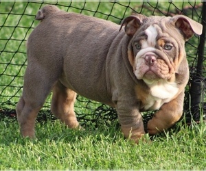 English Bulldog Puppy for sale in HAGERSTOWN, MD, USA