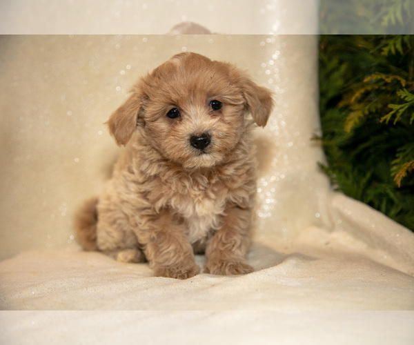 Medium Photo #14 Bichpoo Puppy For Sale in LEOLA, PA, USA