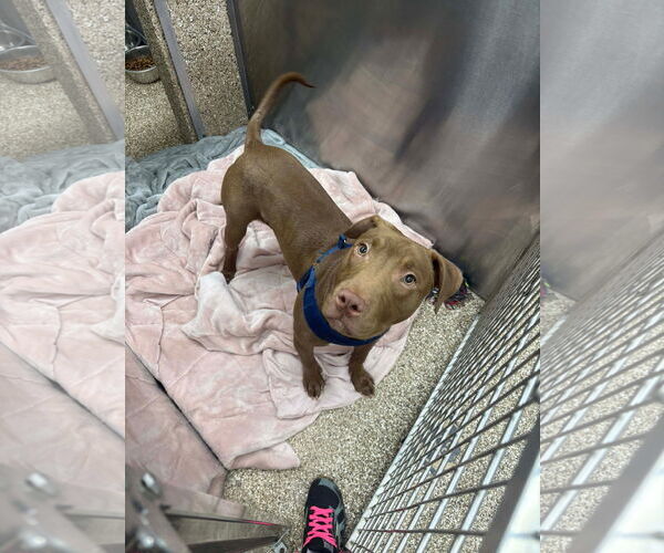 Medium Photo #2 Mutt Puppy For Sale in Martinsburg, WV, USA