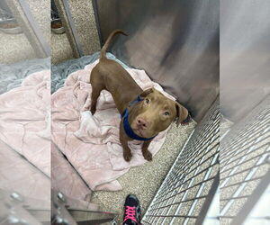 Thumper - Male Mutt Dog for Adoption - Photo #2