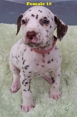 Dalmatian Puppy for sale in ELKMONT, AL, USA