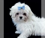 Small #5 Maltese