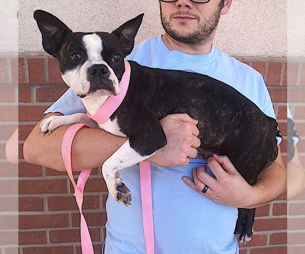 Medium Photo #1 Boston Terrier Puppy For Sale in Carrollton, TX, USA