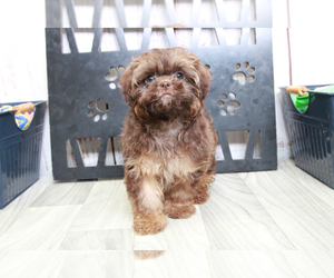 Shih-Poo Puppy for sale in MARIETTA, GA, USA