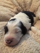 Small Photo #2 Sheepadoodle Puppy For Sale in AUSTIN, TX, USA
