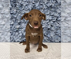 Mutt Dogs for adoption in Bakersfield, CA, USA