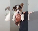 Small Photo #1 Pembroke Welsh Corgi Puppy For Sale in KOSMOSDALE, KY, USA