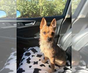 Mutt Dogs for adoption in Turlock, CA, USA
