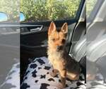 Small Mutt