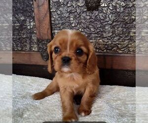 Cavalier King Charles Spaniel Puppy for sale in BLAIRS MILLS, PA, USA