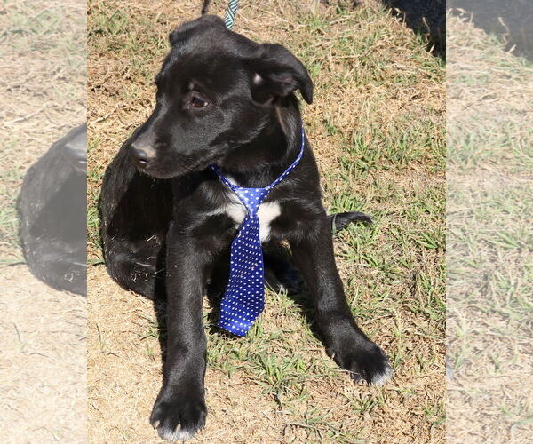 Medium Photo #4 Shepradors Puppy For Sale in Bandera, TX, USA