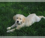 Small #1 Golden Retriever