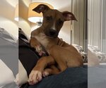 Small Photo #18 Black Mouth Cur-Unknown Mix Puppy For Sale in Orlando, FL, USA