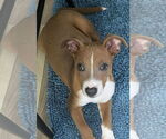 Small #2 Australian Shepherd Mix