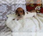 Small #7 Dachshund