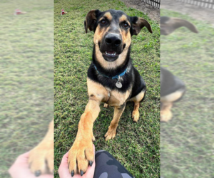 German Shepherd Dog-Unknown Mix Dogs for adoption in Kansas City, MO, USA