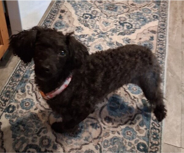 Medium Photo #2 Poodle (Miniature) Puppy For Sale in Fort Wayne, IN, USA
