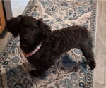 Small #1 Poodle (Miniature)