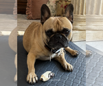 Giselle - Female French Bulldog Puppy for Sale - Photo #2