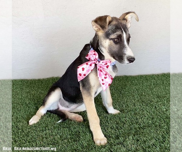 Medium Photo #2 Huskies -Unknown Mix Puppy For Sale in San Diego, CA, USA