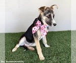Small #1 Huskies  Mix