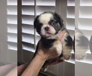 French Bulldog Puppy for sale in LOS ANGELES, CA, USA