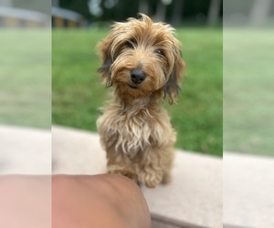 Dachshund Puppy for sale in POUNDING MILL, VA, USA