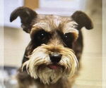 Small Mutt