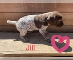 Small Photo #5 German Shorthaired Pointer Puppy For Sale in DES MOINES, IA, USA
