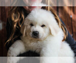 Small Photo #6 Great Pyrenees Puppy For Sale in POWDER SPRINGS, GA, USA