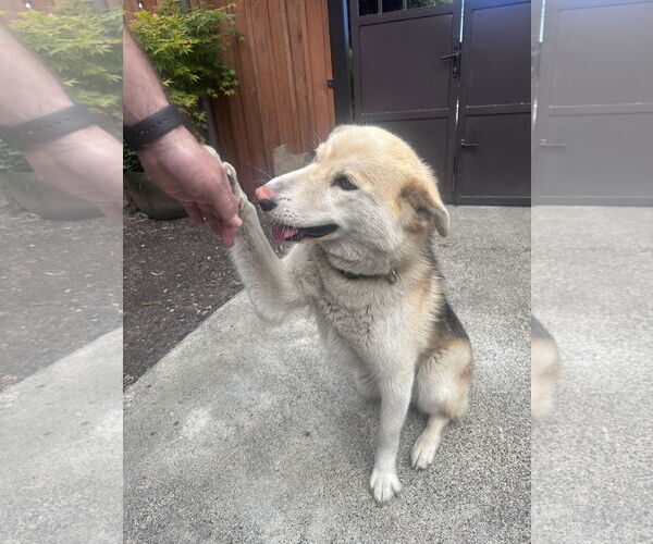 Medium Photo #5 Siberian Husky-Unknown Mix Puppy For Sale in Bellevue, WA, USA