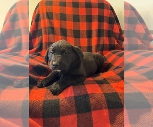 Bernese Mountain Dog-Golden Labrador Mix Puppy for sale in DAYTON, VA, USA