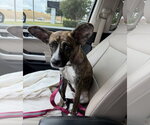 Small Photo #4 Cardigan Welsh Corgi-Holland Shepherd Mix Puppy For Sale in Euless, TX, USA
