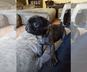 Pug Puppy for sale in GREELEY, CO, USA