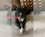 Small #4 Bulldog-Staffordshire Bull Terrier Mix
