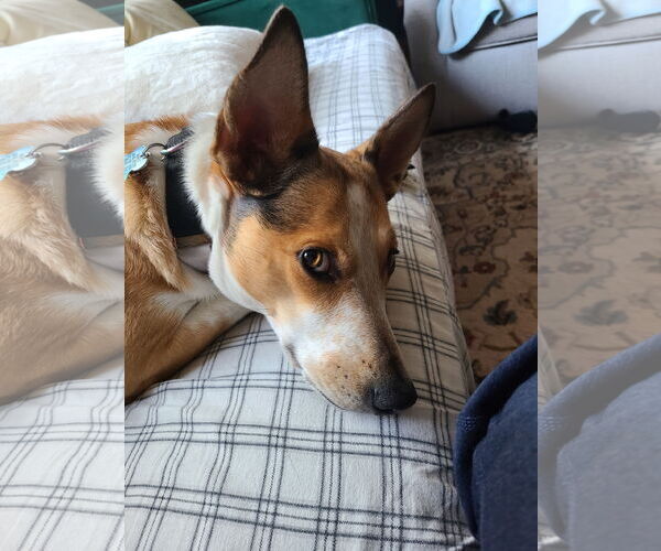 Medium Photo #2 Basenji-Unknown Mix Puppy For Sale in Minneapolis, MN, USA