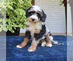 Small #1 Bernedoodle (Miniature)