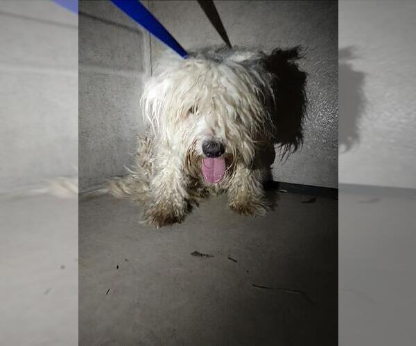 Medium Photo #1 - Mix Puppy For Sale in Chula Vista, CA, USA