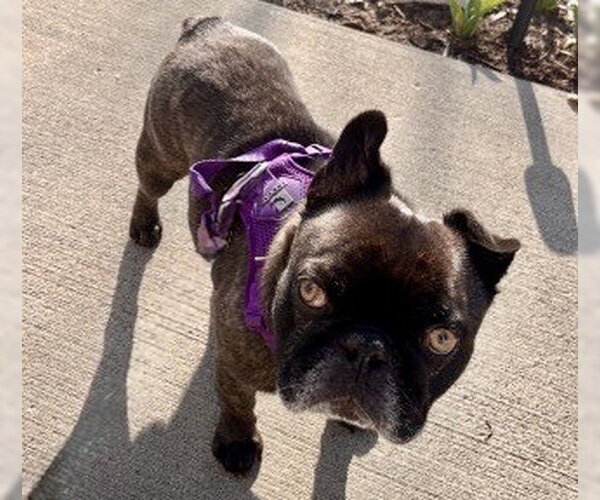 Medium Photo #3 French Bulldog Puppy For Sale in St. Louis Park, MN, USA