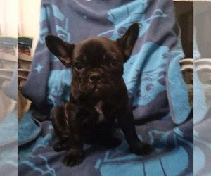 French Bulldog Puppy for sale in LOS ANGELES, CA, USA