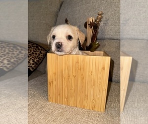 ShiChi Puppy for sale in MCDONOGH RUN, MD, USA