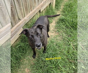 Mutt Dogs for adoption in Jackson, MS, USA