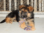 Small Photo #14 German Shepherd Dog Puppy For Sale in FOREST GROVE, OR, USA