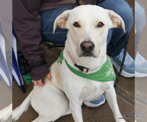 Medium Photo #3 Labrador Retriever-Unknown Mix Puppy For Sale in Washington, DC, USA
