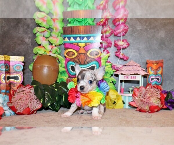 Medium Photo #1 Chihuahua Puppy For Sale in CHARLESTON, AR, USA