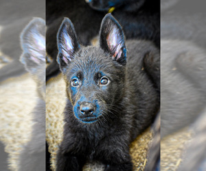 German Shepherd Dog Puppy for sale in SANDUSKY, OH, USA